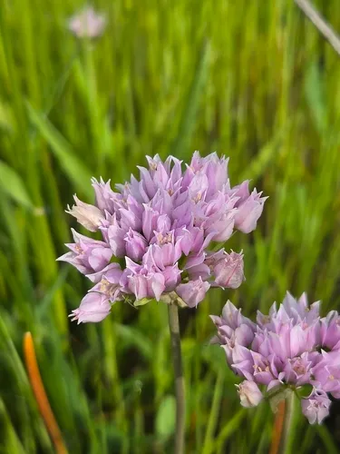 Geyer's Onion — photo by thurmanjohnson