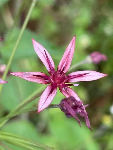 Gland Onion — photo by mvz-juangonzalezromero