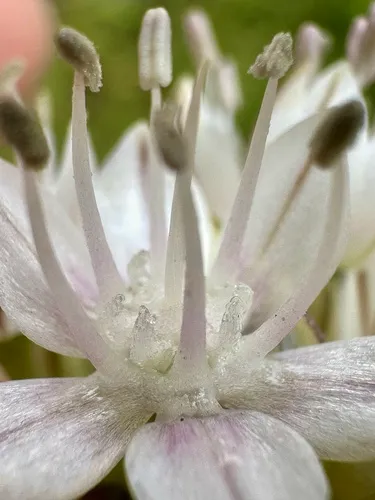 Redskin Onion — photo by Ron Vanderhoff