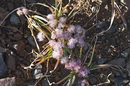 Beegum Onion