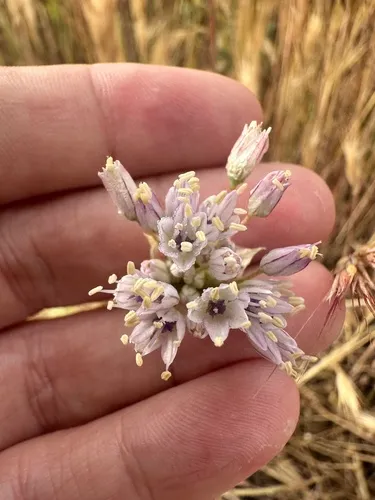 Howell's Onion — photo by Katrina Mccollough