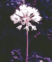 Jepson's Onion — photo by U.S. BLM