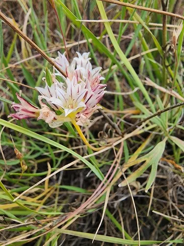 Pitted Onion (var. davisiae) — photo by Rupert Clayton