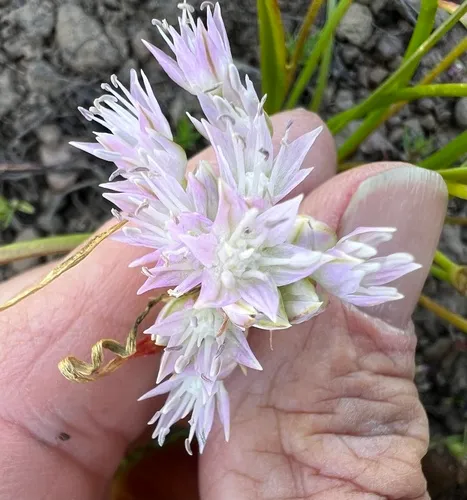 Lemmon's Onion — photo by Steve Matson