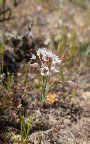 Rock Onion — photo by Sandra Ruffner