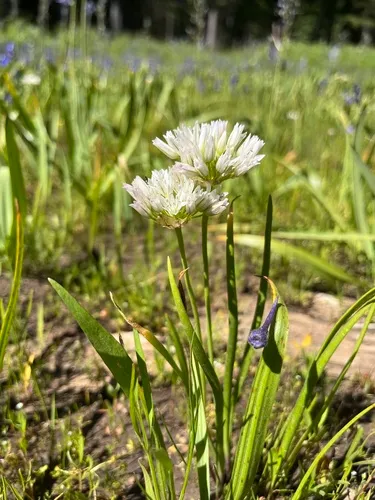 Swamp Onion — photo by woodrufr