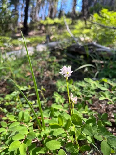 Papery Onion — photo by micesloan