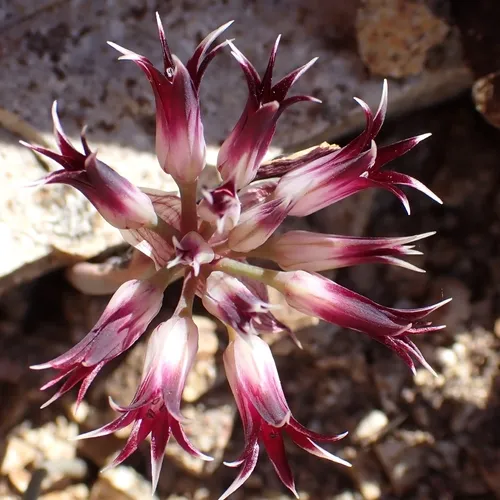 San Bernardino Mountain Onion — photo by John Cowles