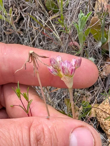 Munz's Onion — photo by Trevor Van Loon