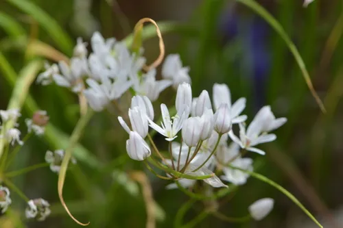 White Garlic — photo by OmriB