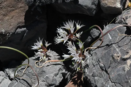 Nevada Onion — photo by Trevor Van Loon