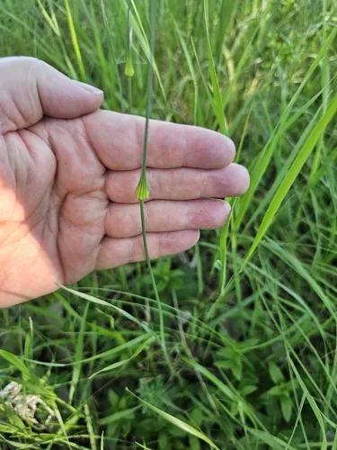 Field Garlic — photo by ancalagontheblack