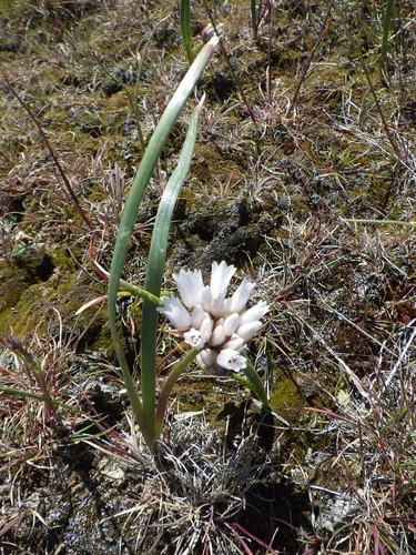Small Onion — photo by Barbara Ertter