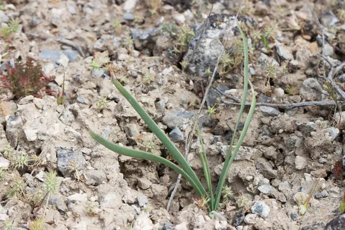 Passey's Onion — photo by Andrey Zharkikh