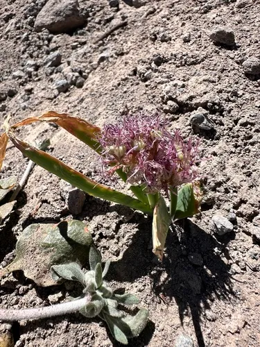 Broadstemmed Onion — photo by Leah Gardner