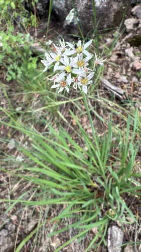 Tanners Canyon Onion — photo by Saelon Renkes
