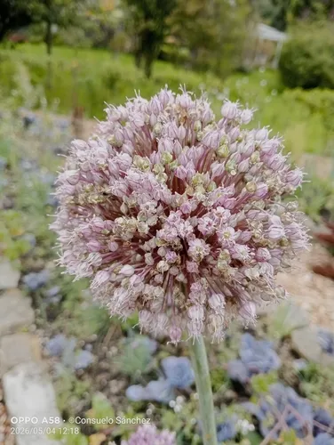 Garden Leek — photo by Consuelo Sánchez