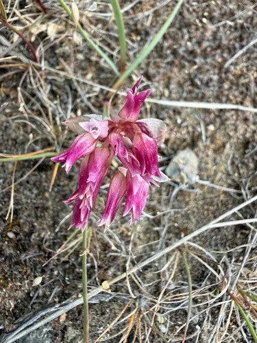 Robinson's Onion — photo by Marcus Ashton