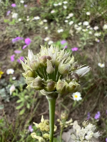 Runyon's Onion — photo by Jared Shorma