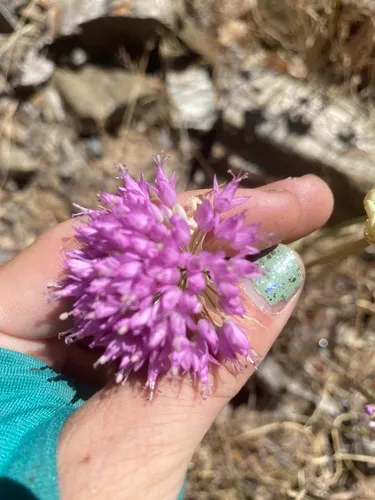 Sanborn's Onion — photo by Jordan Collins