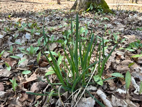 Cultivated Garlic — photo by Jia Yuan (Jerry) Han