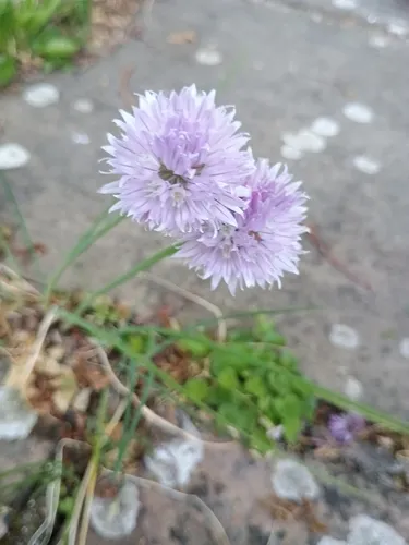 Wild Chives — photo by Elodie