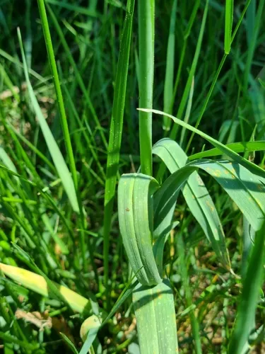 Sand Leek (subsp. rotundum) — photo by beatekoll