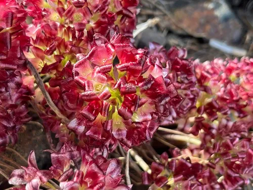 Spanish Needle Onion — photo by Dylan Layfield