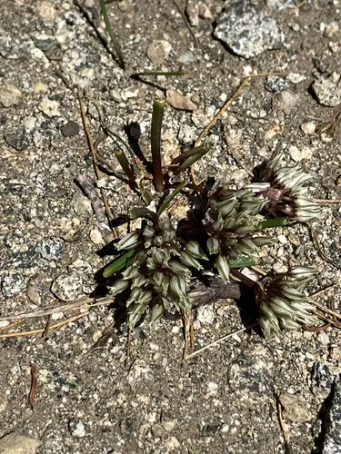 Simil Onion — photo by steele_alan