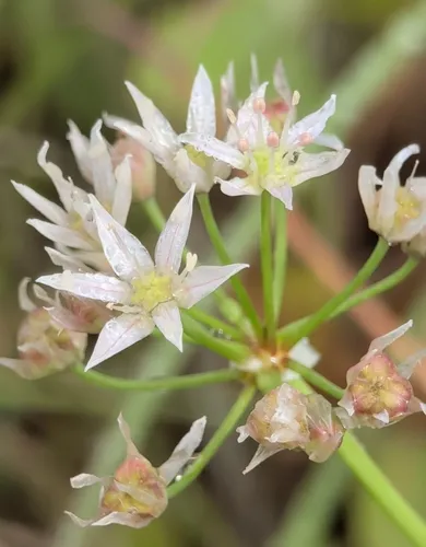 Little River Canyon Onion — photo by sanjuniperrro