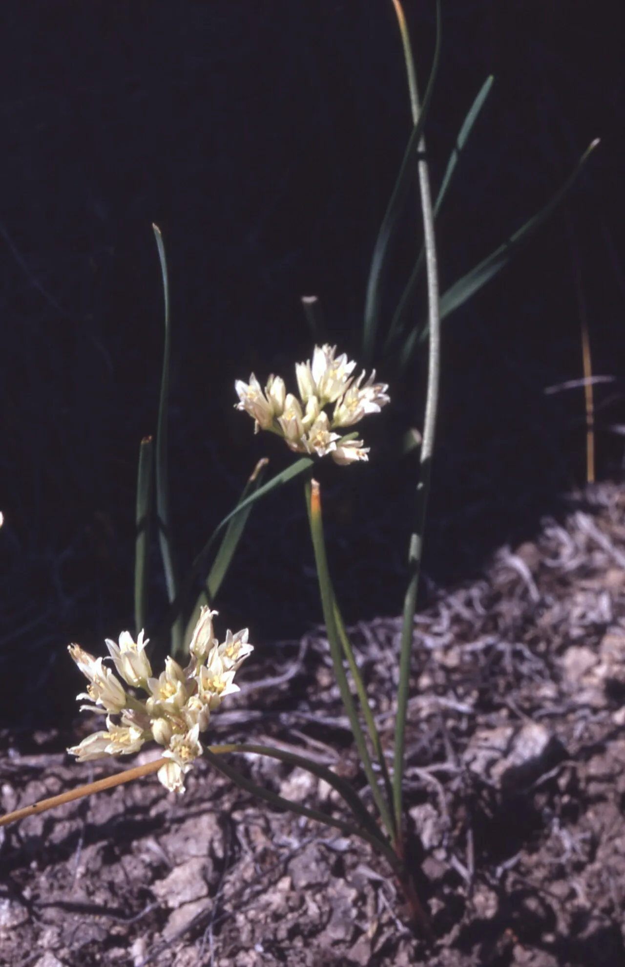 Textile Onion — photo by JW Stockert