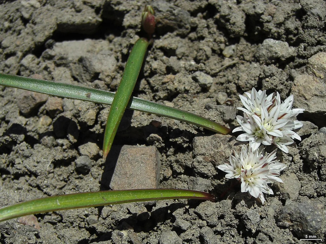 Threebract Onion — photo by Jason Hollinger