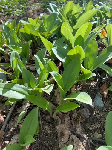 Ramp