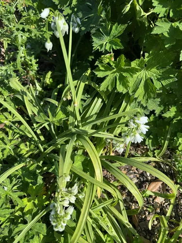 Threecorner Leek — photo by acal