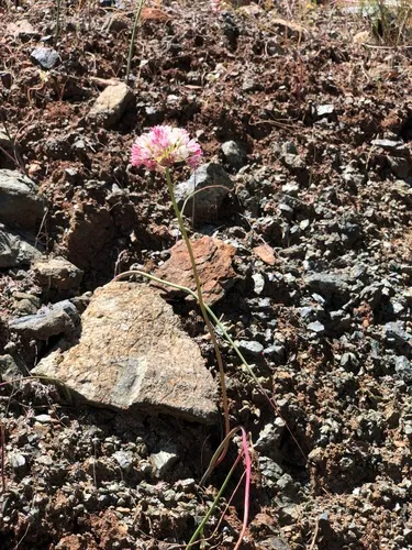 Rawhide Hill Onion — photo by Roger Stephens