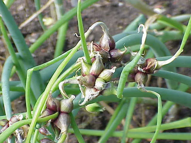 Garden Onion