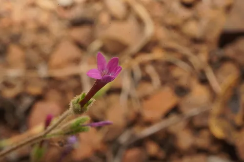Purple False Gilyflower