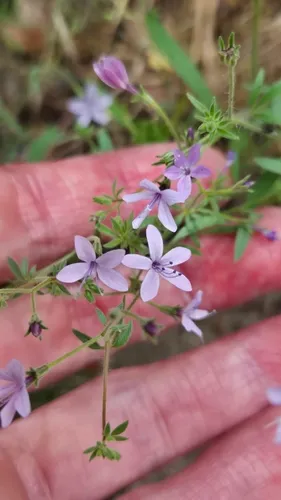 Sticky False Gilyflower