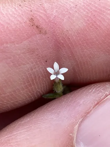 White False Gilyflower