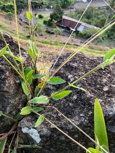 Summergrass — photo by naturalistchu