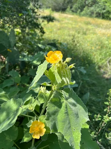 Chisos Mountain False Indianmallow