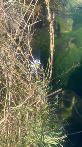 Alkali Marsh Aster — photo by Nathan Steele