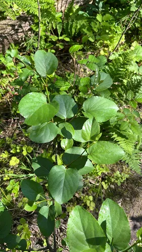 Italian Alder — photo by wheretherosestwine