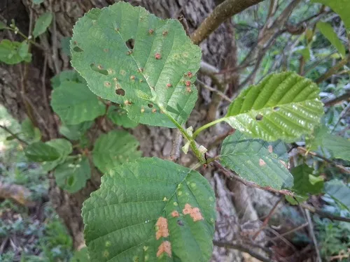 European Alder — photo by olmagon