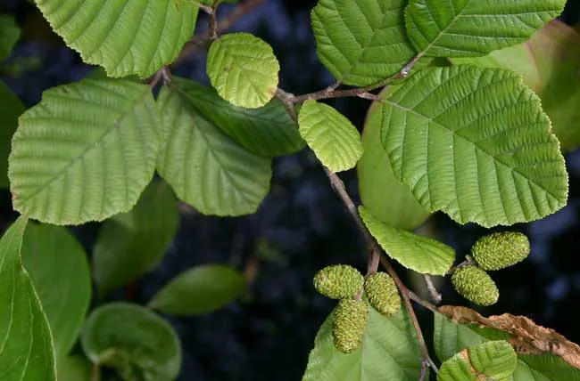 Speckled Alder (subsp. rugosa)