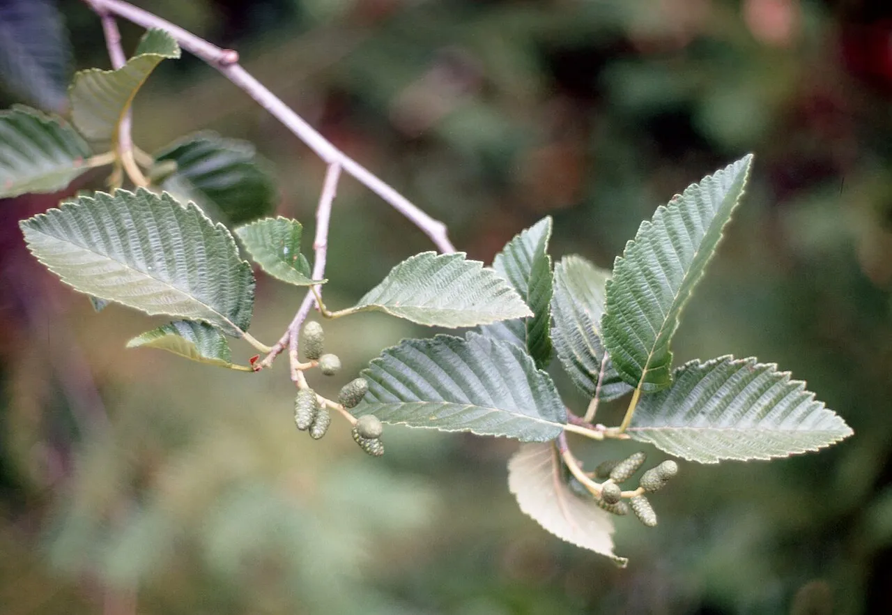 Thinleaf Alder (subsp. tenuifolia)