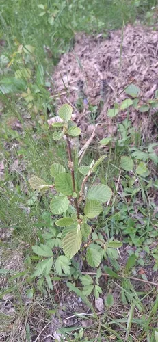 Gray Alder