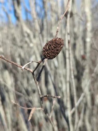 Seaside Alder