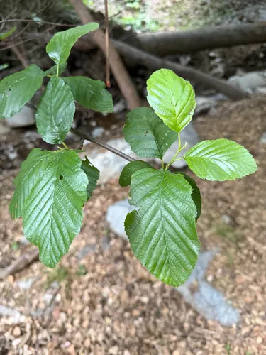 White Alder