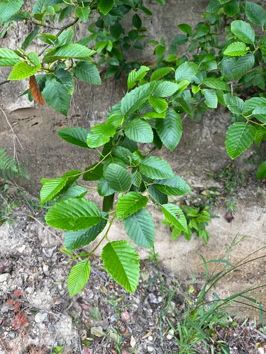 Red Alder